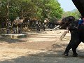 Chiang Mai P0152 Maetaman Elephant Camp